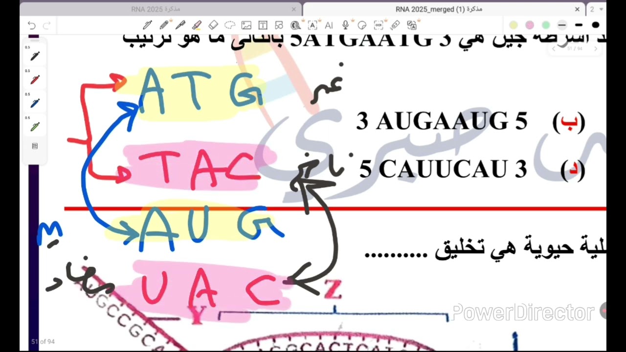 حل واجب RNA وتخليق البروتين الجزء الأول