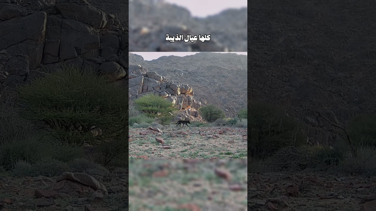 رصد تحركات الذيابة بالجبال | رائد العريمه