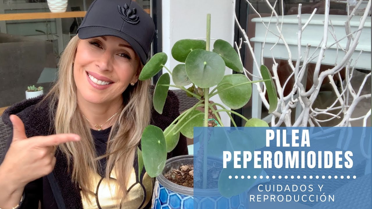 👩🏼‍🌾 Problemas comunes de la Pilea Peperomioides, como la cuido