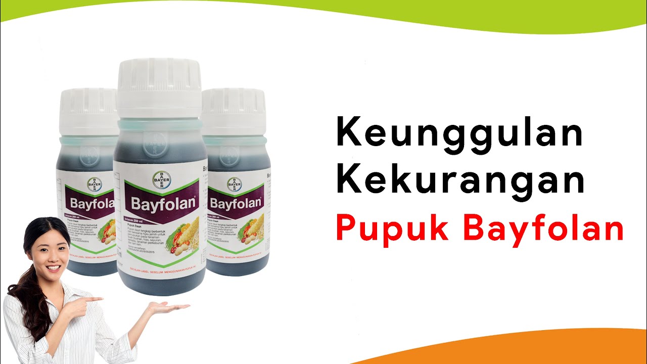 Review Pupuk Daun Bayfolan, Solusi Musim Hujan dan Setelah Panen Tanaman Cabe