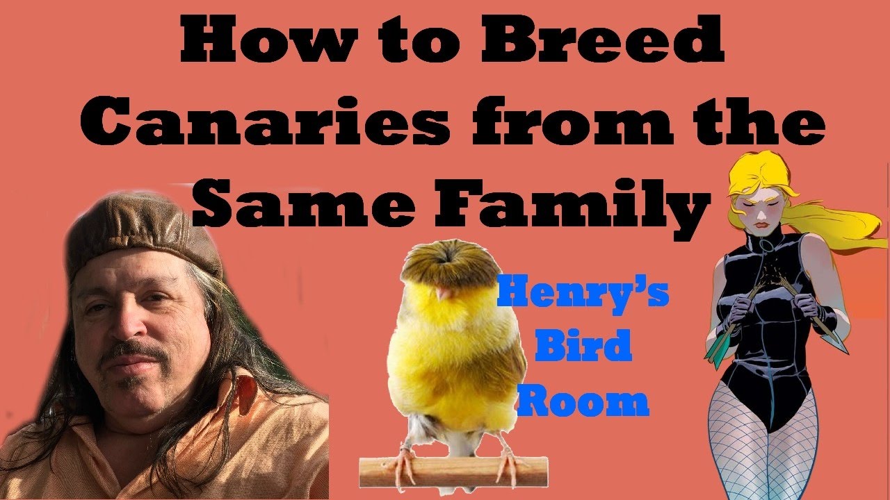 How to Breed Canaries from the Same Family | Henry's Bird Room