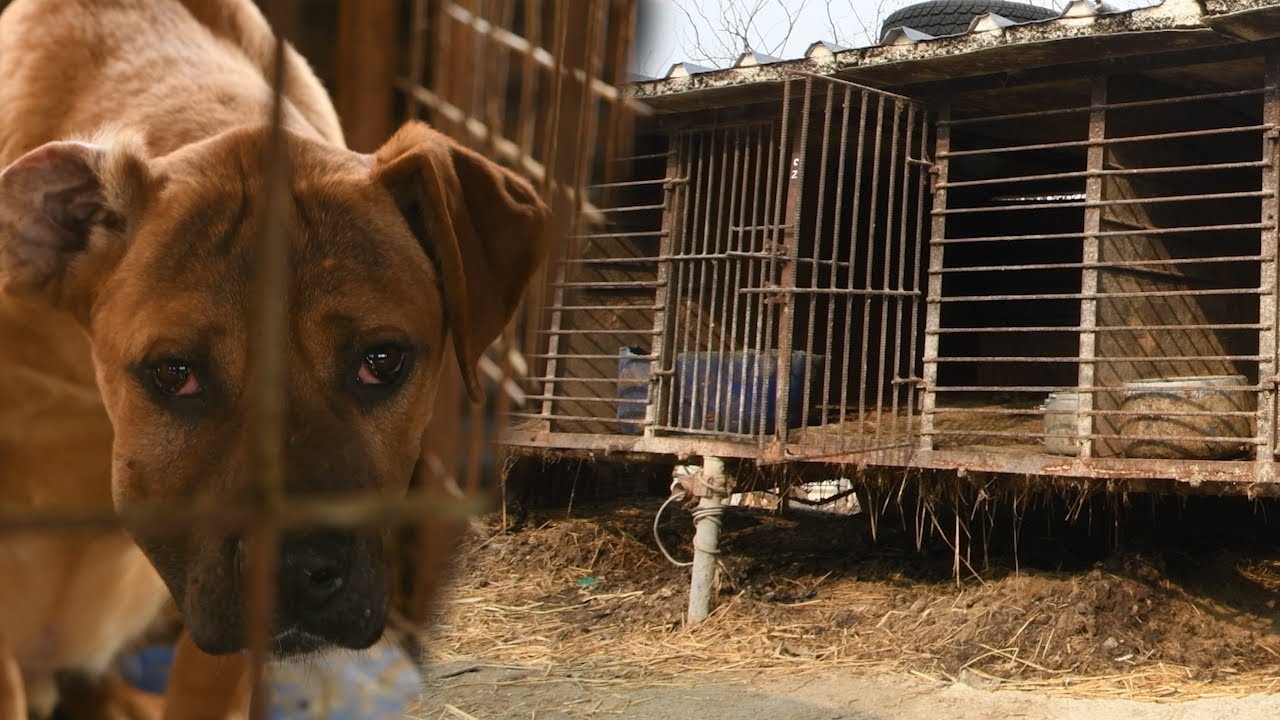 Teddy is the last dog on this dog meat farm