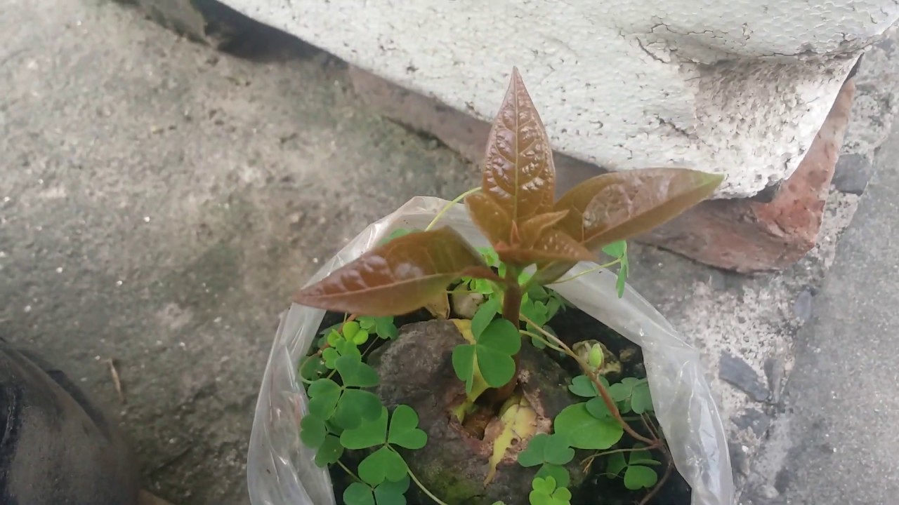 Avocado plant growing in Nepal |grow avocado from seed on Pot| How to grow avocado tree from seed