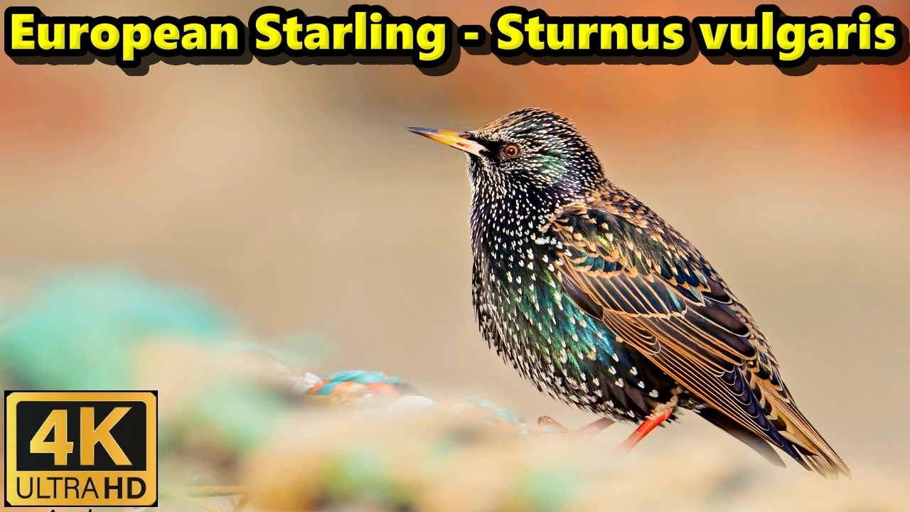 European Starling - Sturnus vulgaris,  Mudeford Quay, Hampshire, 10/01/2025