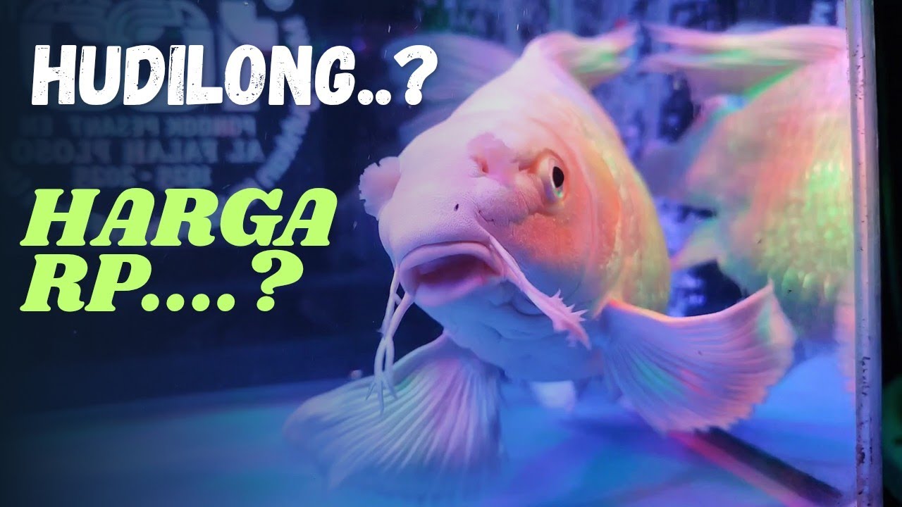 ‼️Hudilong‼️Ikan imut harganya mengerikan 😍🥰😱