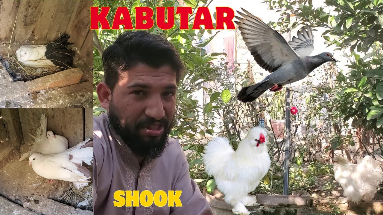 Mera Kabutar Or White Silki Breeder Pair | Mera Shook