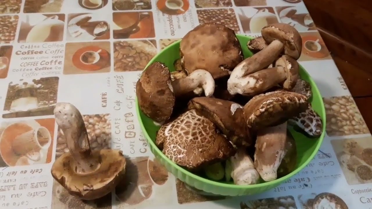 Funghi Porcini Estivi In Alta Montagna ! 🍄&zwj;🟫