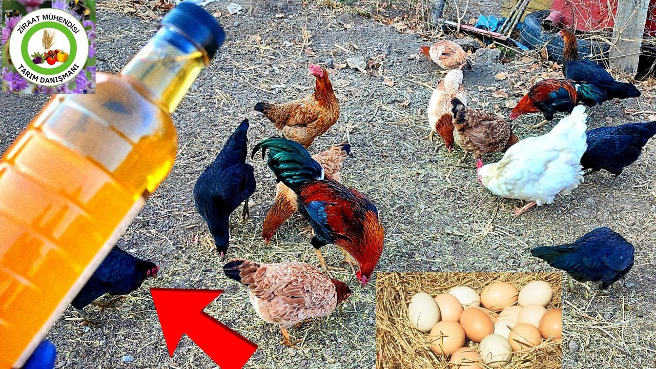 Tavuklara 1 cc Sirke Ver Hasta Olmasın Daha Çok Yumurta Yapsın🐔Tavuklarda Bit Ve İç Parazit Kalmaz