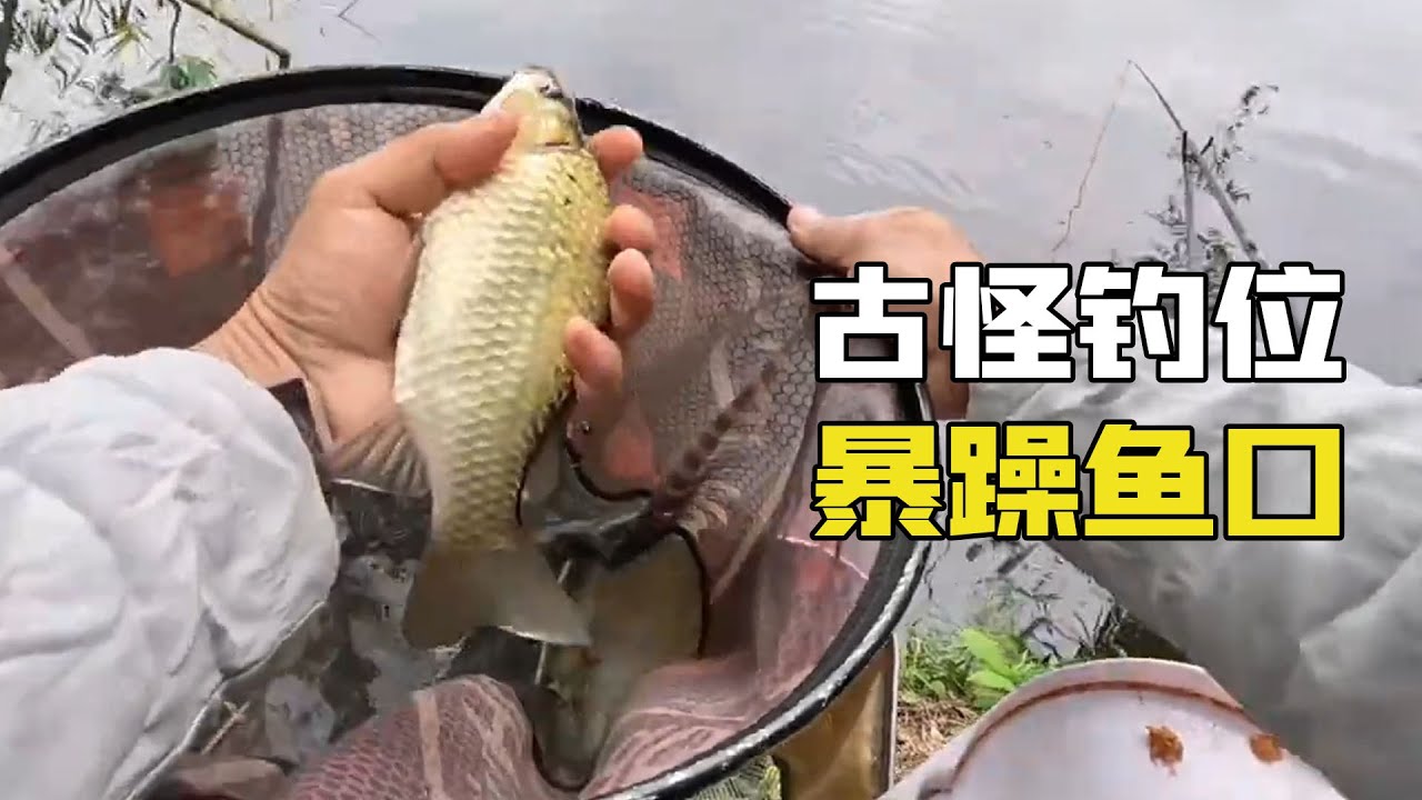 野釣古怪釣位，開局就有武昌魚上鉤，魚口好到不可思議！