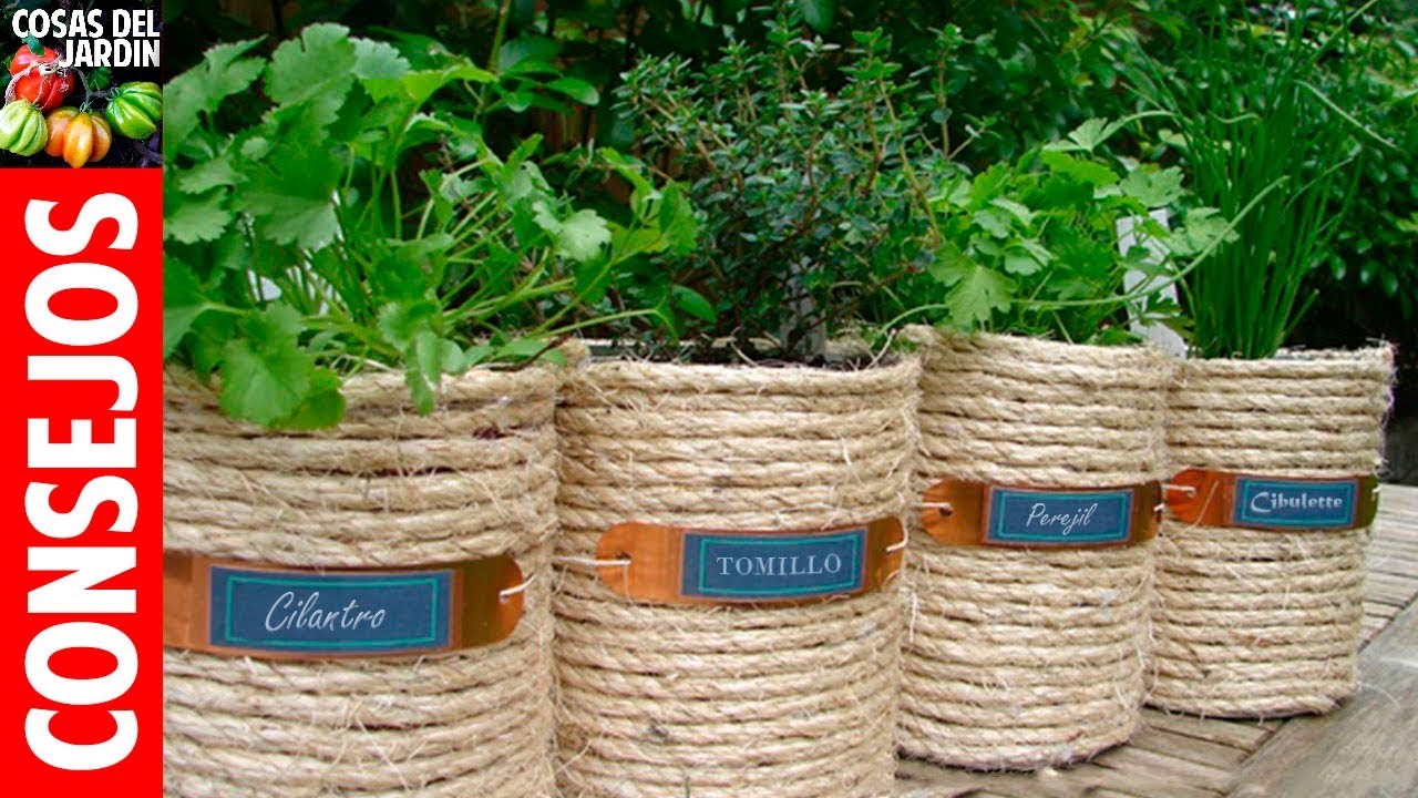 TOP 10 consejos para cultivar plantas aromaticas en maceta -  Regar, Podar, Fertilizar, Sol, Plagas