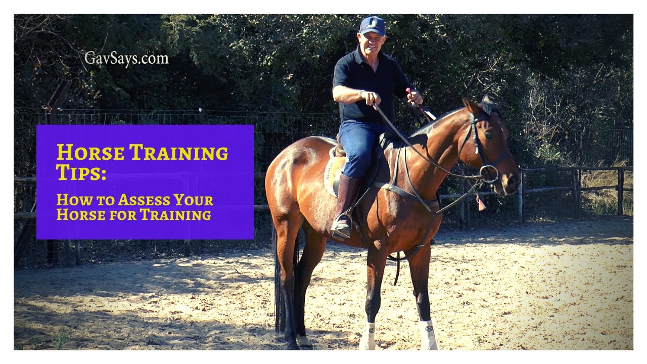 Horse Training Tips: How to Assess Your Horse