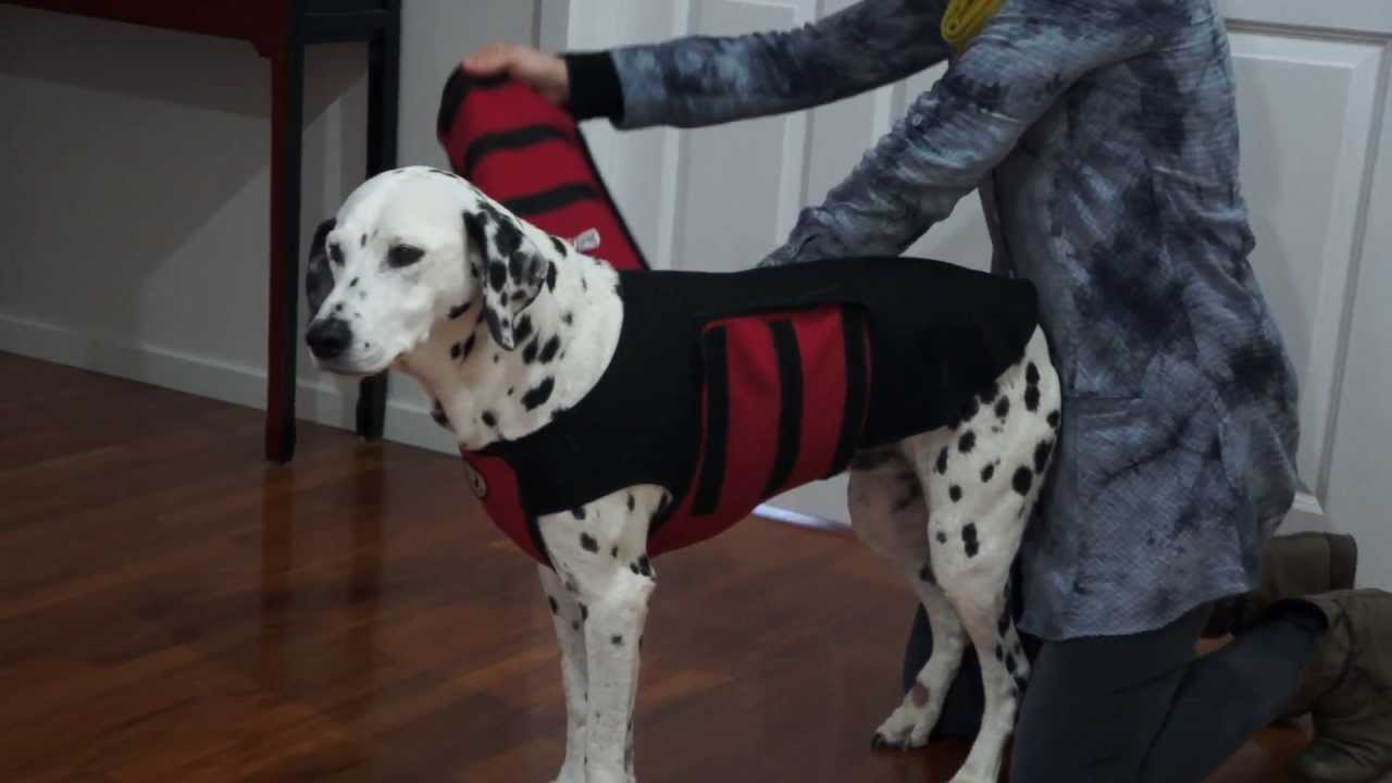 Fitting the Canine Calm Coat