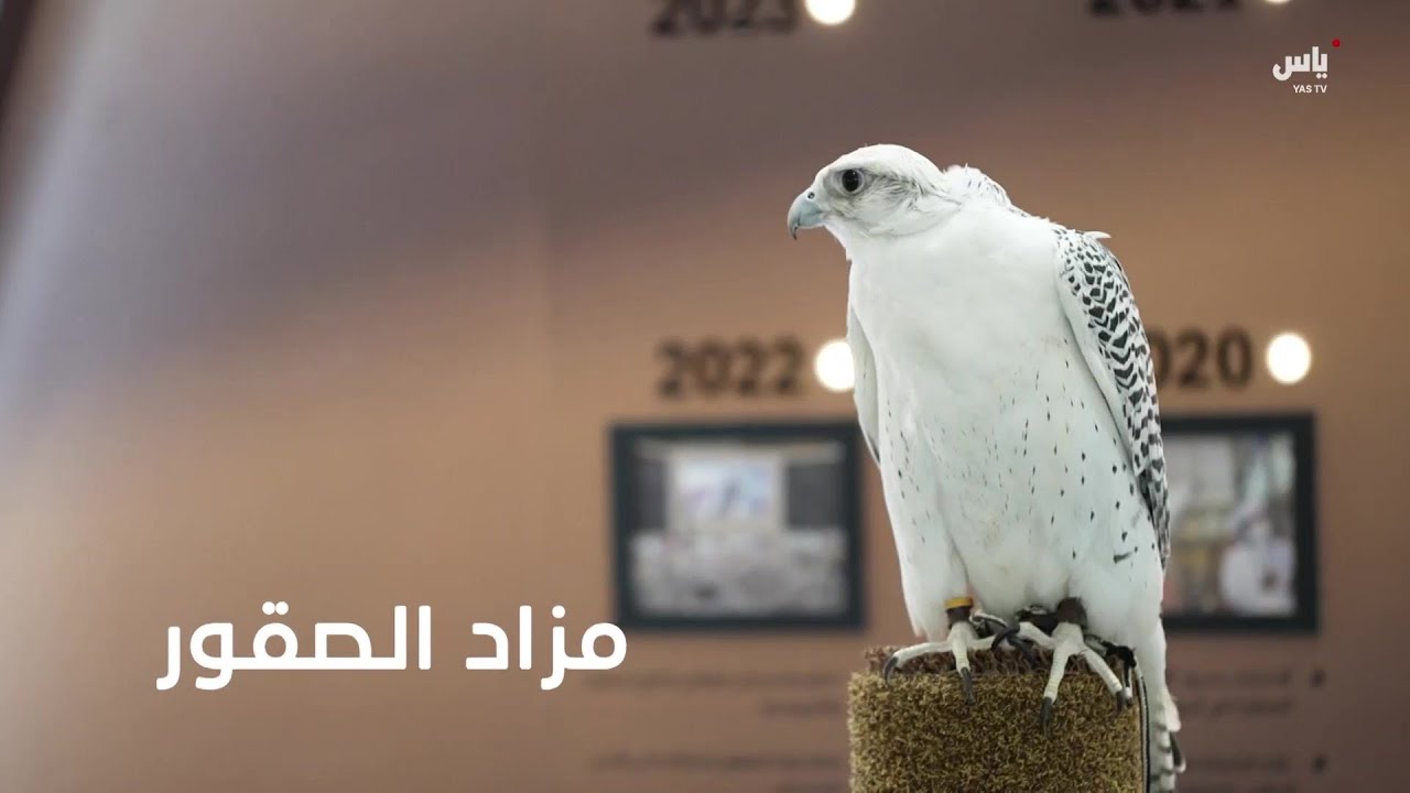 مزاد الصقور - معرض أبوظبي للصيد والفروسية 2024