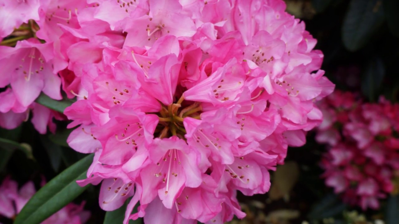 Westerstede Rhodo 2018