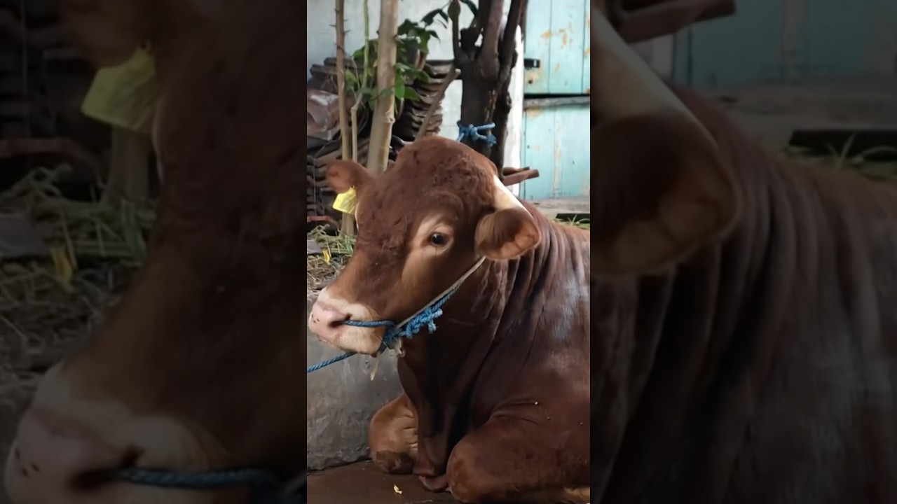 Sapi Kurban Nya Sedih #shorts #trending #youtubeshorts #viralvideo #fypシ゚viral #viral #funny