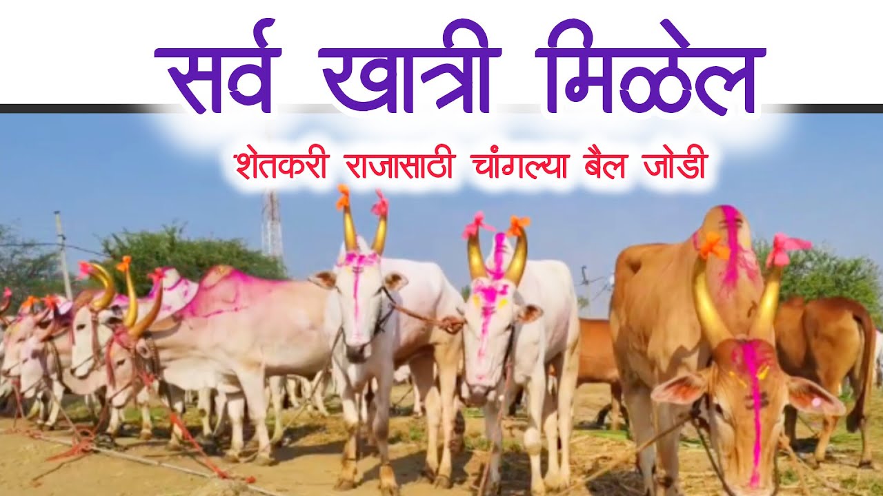 अभीजीत घुगे 8459633813 (बीड) यांच्या कडे असतात #khillar बैलजोडी, लवकर फोन करा