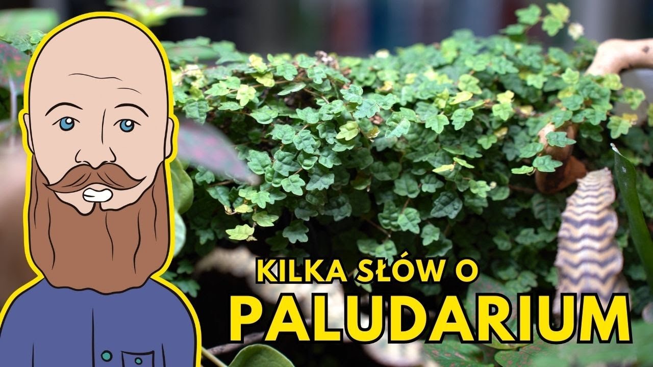 Kilka sł&oacute;w o paludarium #greenart #paludarium