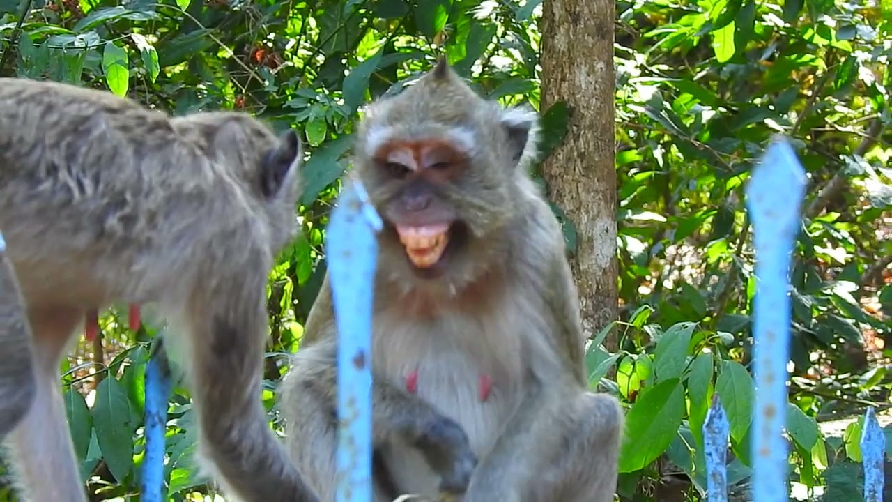 Vegas monkey after losing Vigo, she tries to eat