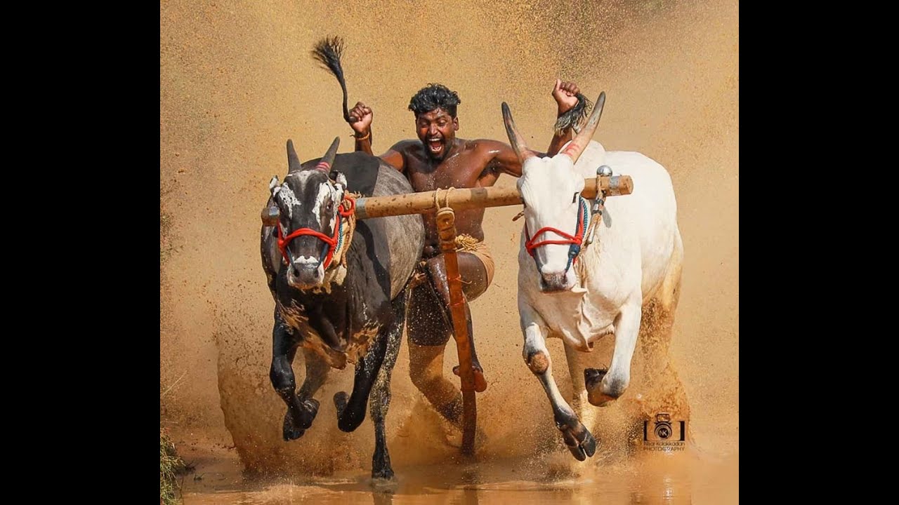 Malampuzha kalapoot മലമ്പുഴ കാളപൂട്ട് 2020