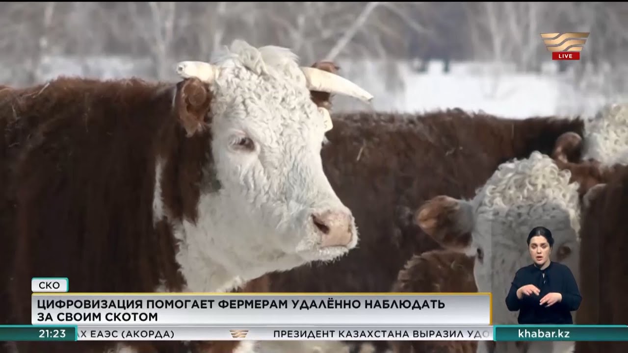 Чипирование лошадей помогает фермерам наблюдать за скотом