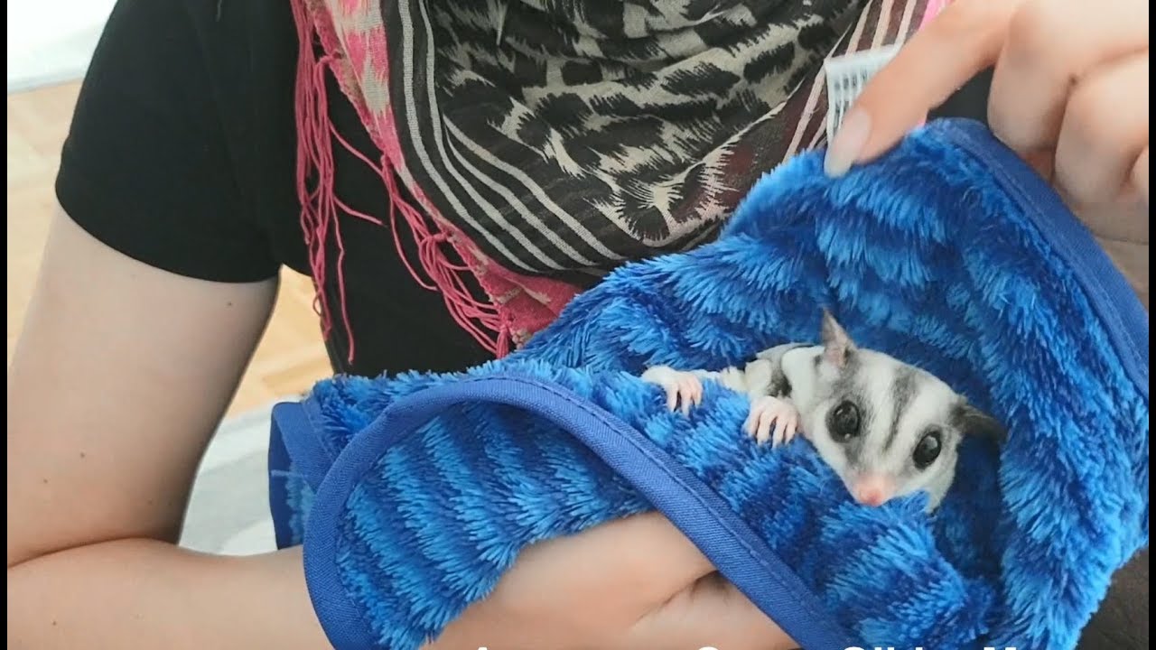 How To Trim A Sugar Glider's Nails