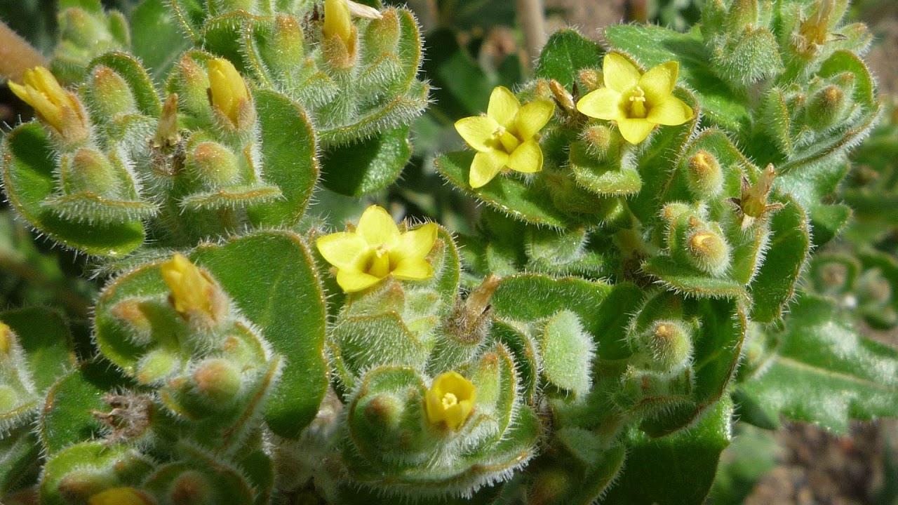 [Wikipedia] Mentzelia congesta