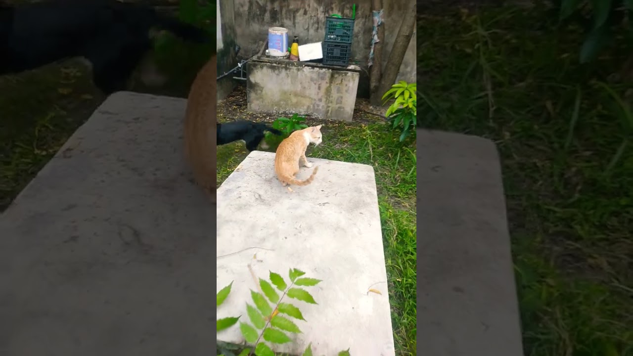Funniest Cats and Dogs #12 Kem dog meet and play together vs pido dog and oggy car