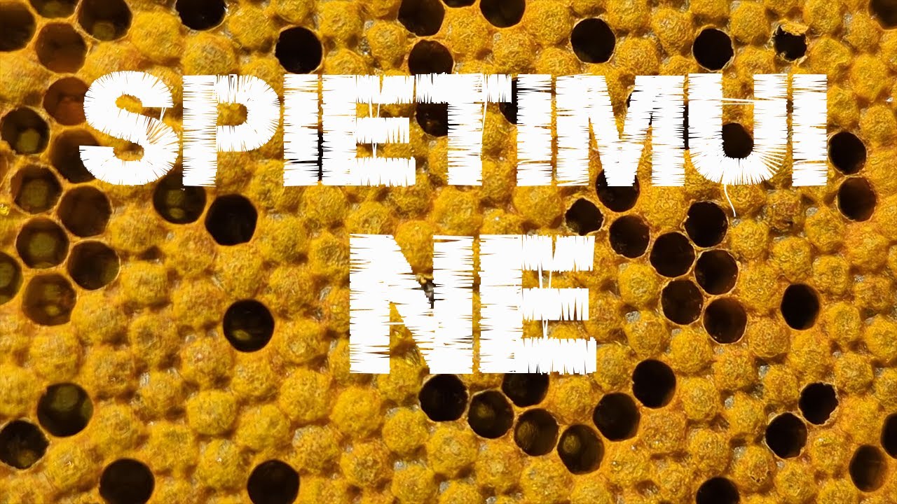 Spietimui NE