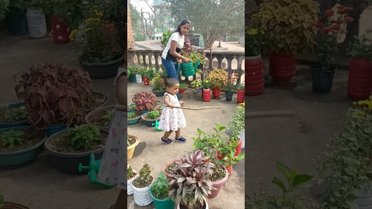 #winter terrace garden update 25#gardening update #shorts