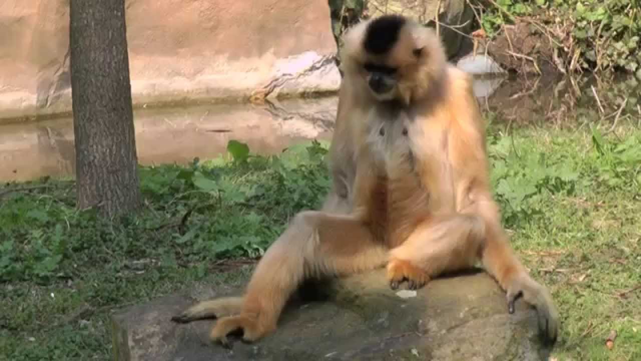 Gibbon Nahrungsaufnahme