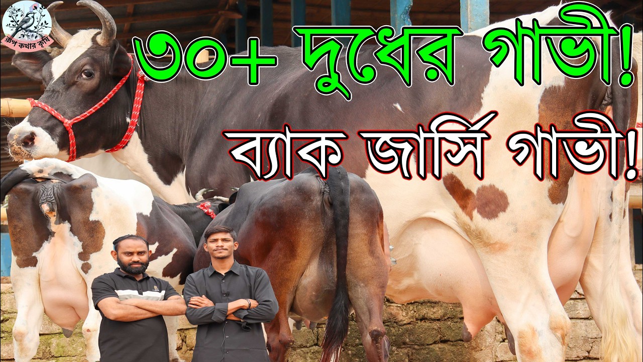 জনি ভাই মানে আগুন কালেকশন।২৫ লিটার দুধের গাভী!৩০ লিটার দুধের হান্ড্রেড ফিজিয়ান।ব্ল্যাক জার্সি গাভী!