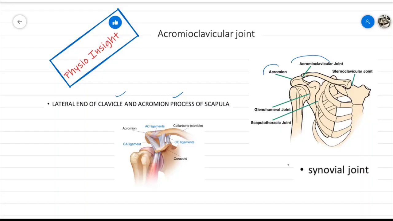 biomechanics of  shoulder complex