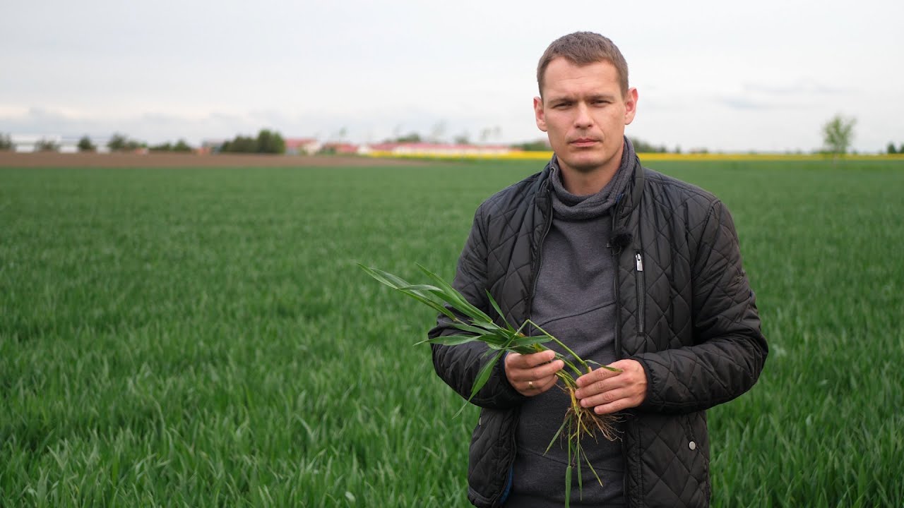Skrzypionki zagrożeniem dla pszenicy ozimej. Raport z pola