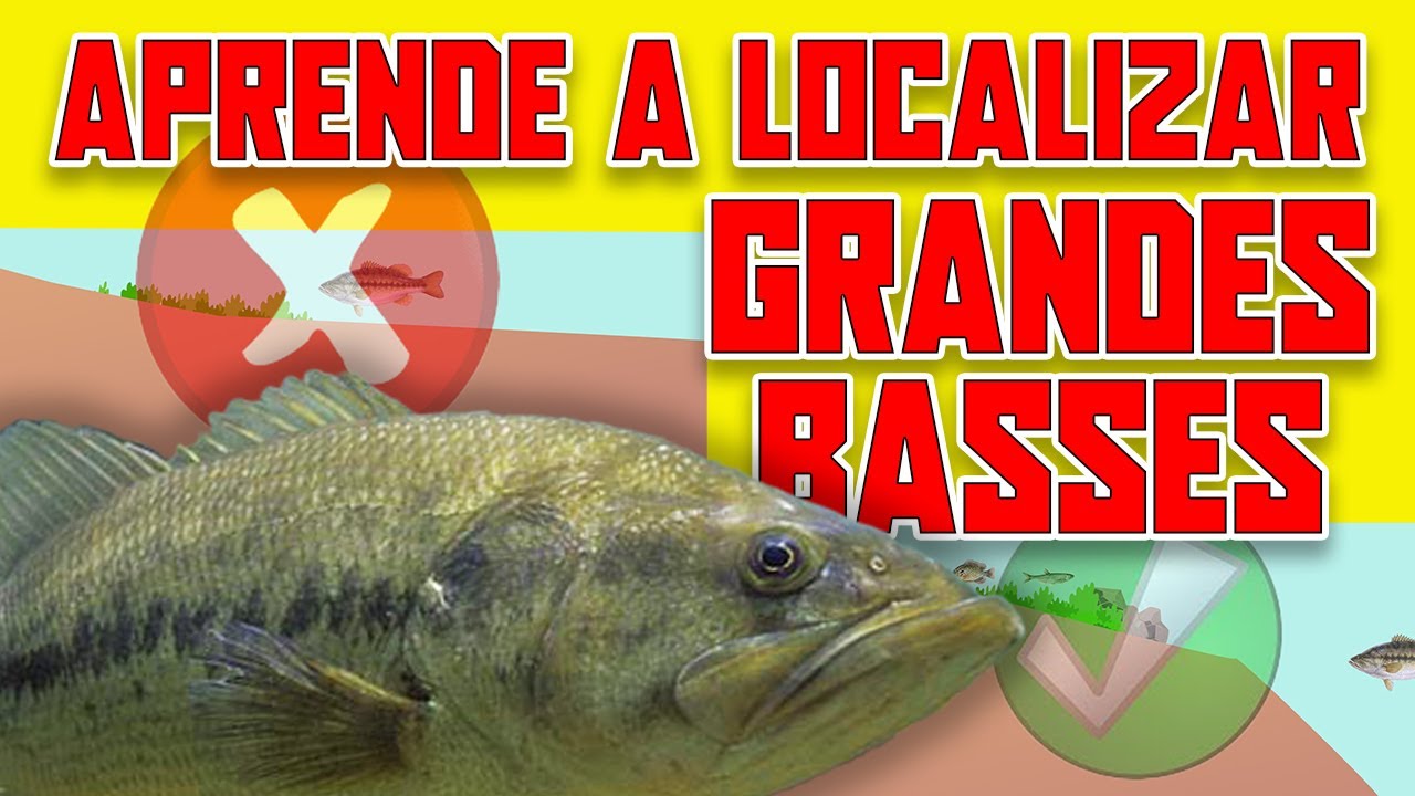 COMPORTAMIENTO de los GRANDES BASSES - COMO LOCALIZARLOS 🎯