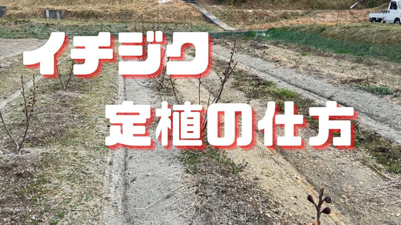 【イチジク定植】苗の植え方「家庭菜園で果樹栽培」