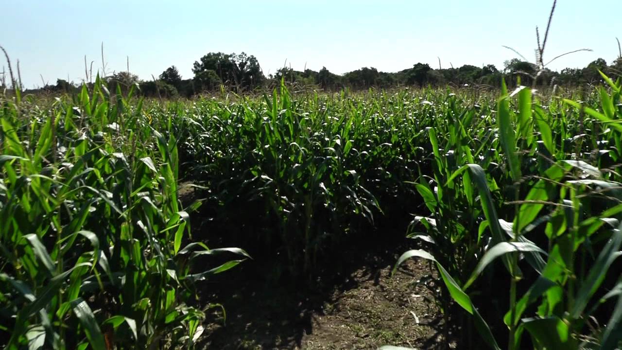 RandallsFarm Corn Maze