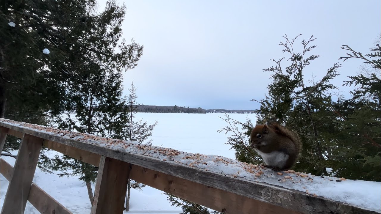 Winter Wildlife on a Frozen Lake: 4K Nature Sounds for Sleep & Study (Birds, Deer, Squirrels)
