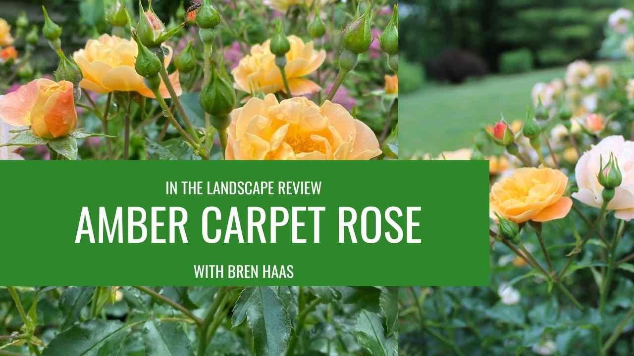 Amber Carpet Rose Landscape Review