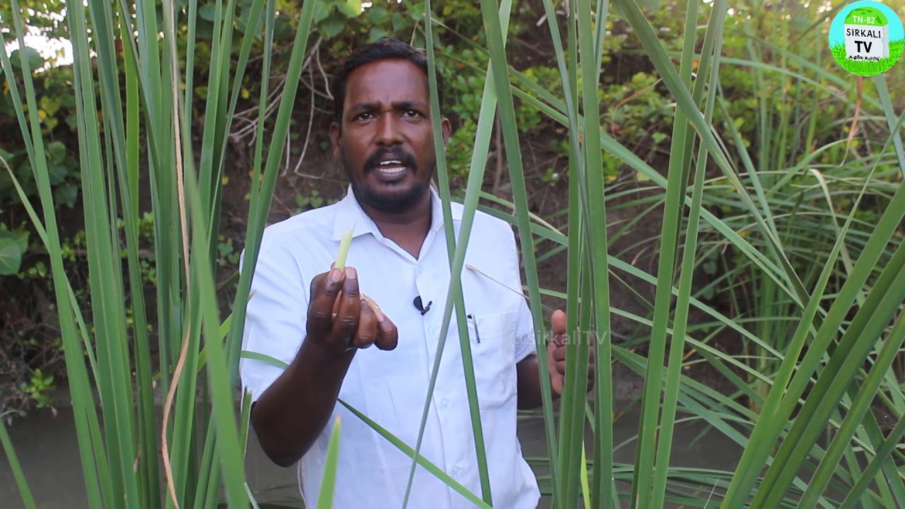இனி இந்த நீர் தாவரத்தை கண்டா விடவே விடாதீங்க! ஒரு பொருள் பல பயன்கள் | Typha latifolia | SAMBU