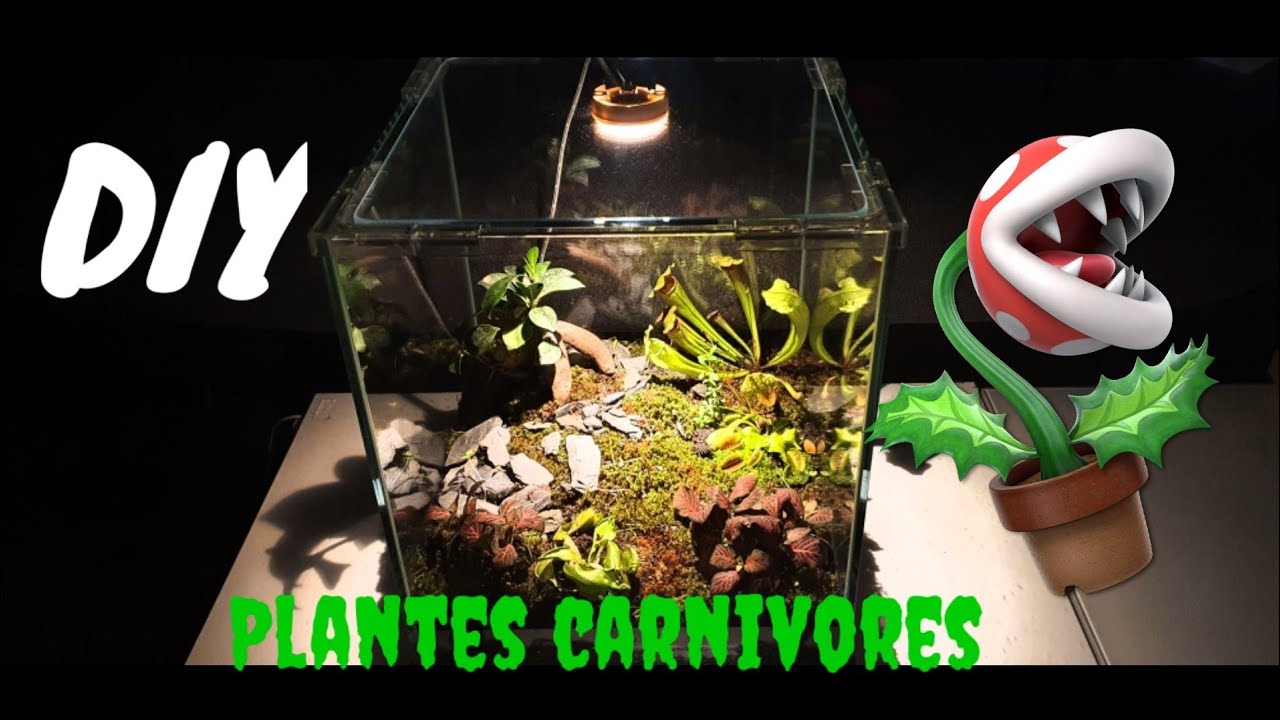 plantes carnivores terrarium DIY