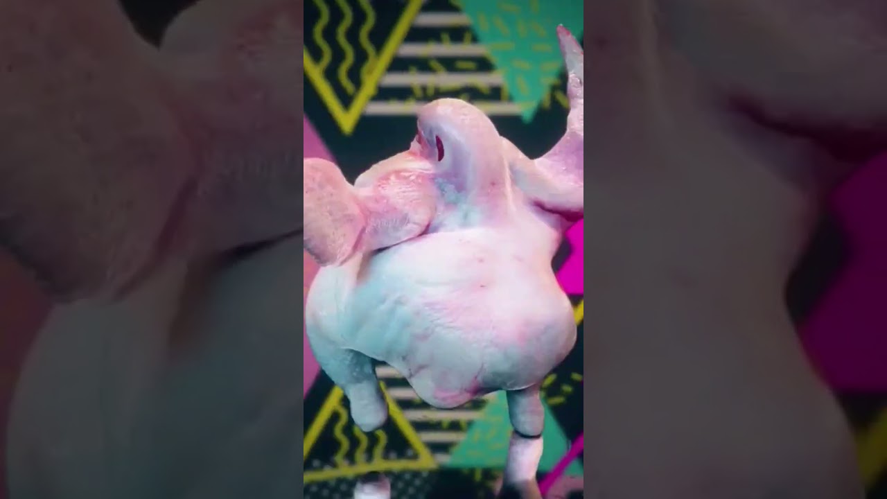 Chicken Dance #shorts #dreamlandmotivation