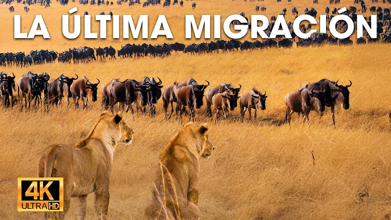 LA ÚLTIMA MIGRACIÓN - Un viaje a través de la naturaleza olvidada de África #animalessalvajes