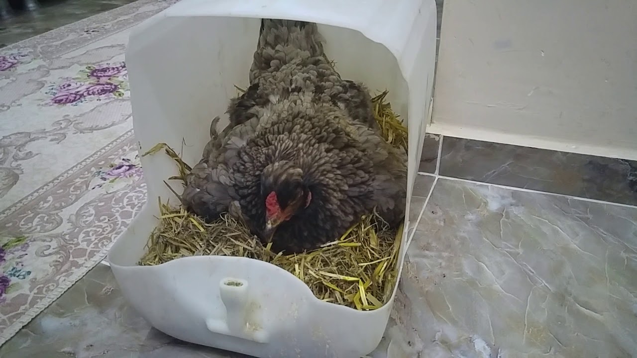 Gurk tavukta bit olursa ne yapmak gerekir? Gurk Tavuk Biti Nasıl Temizlenir?