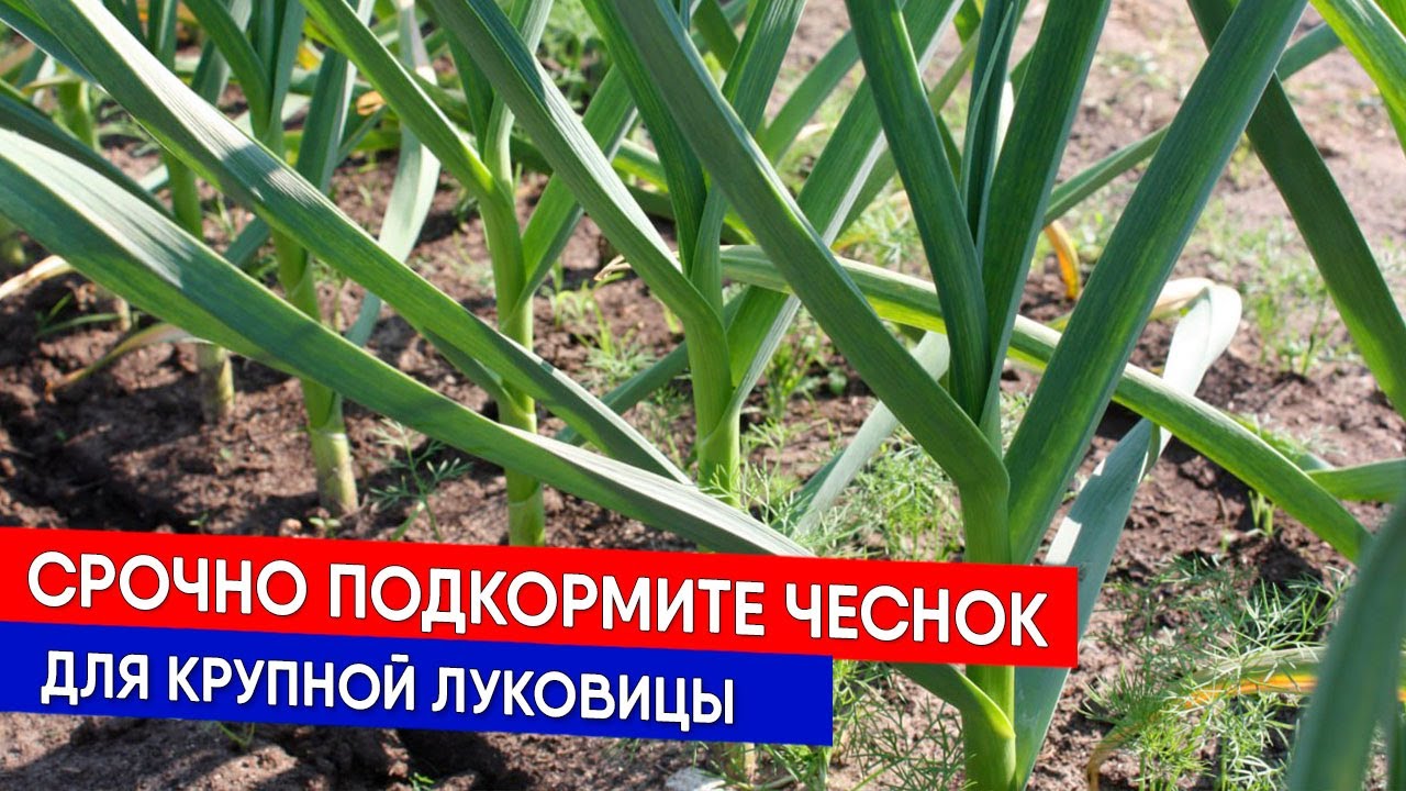 Срочно подкормите чеснок для крупной луковицы