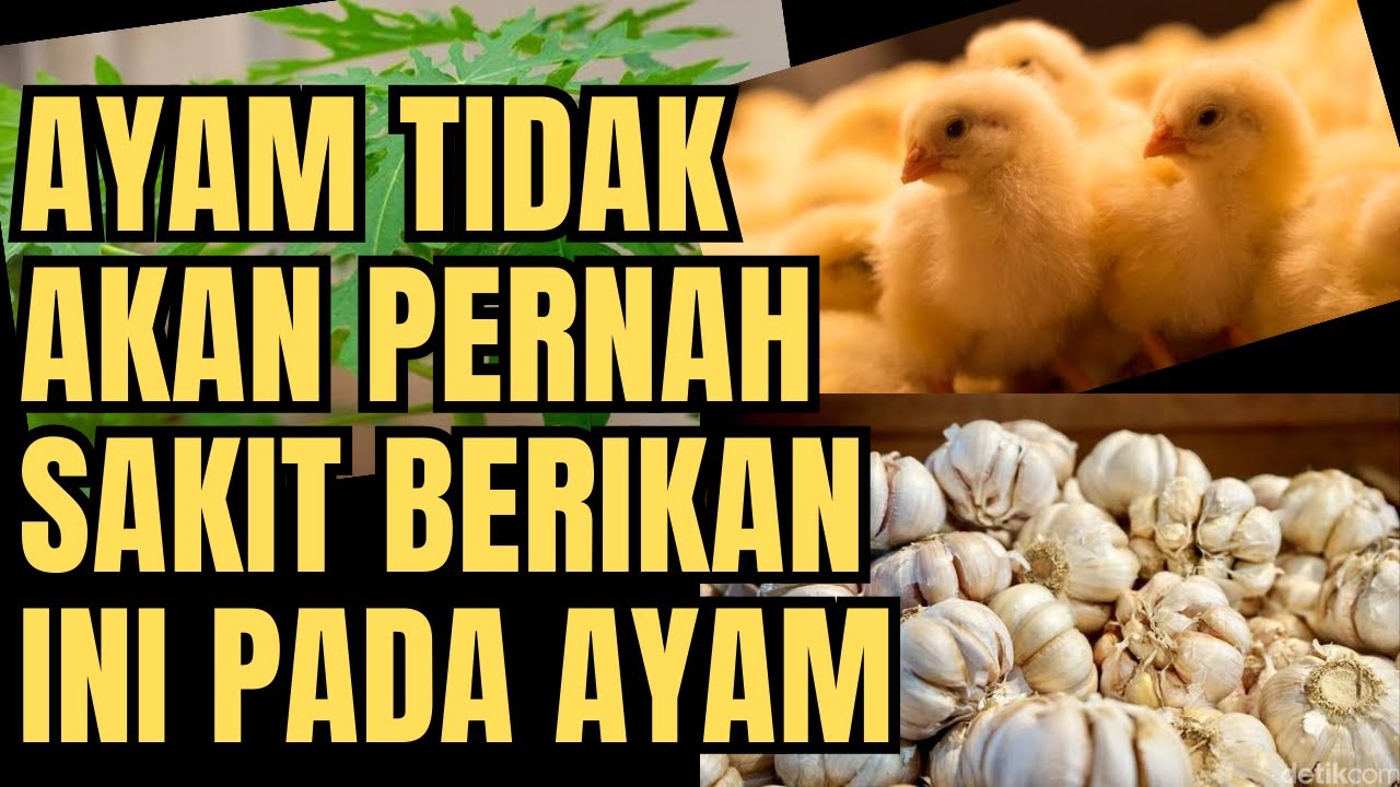 PETERNAK AYAM WAJIB TAU ‼️ CARA BUAT VAKSIN ALAMI UNTUK AYAM KAMPUNG AMPUH || TERNAK AYAM