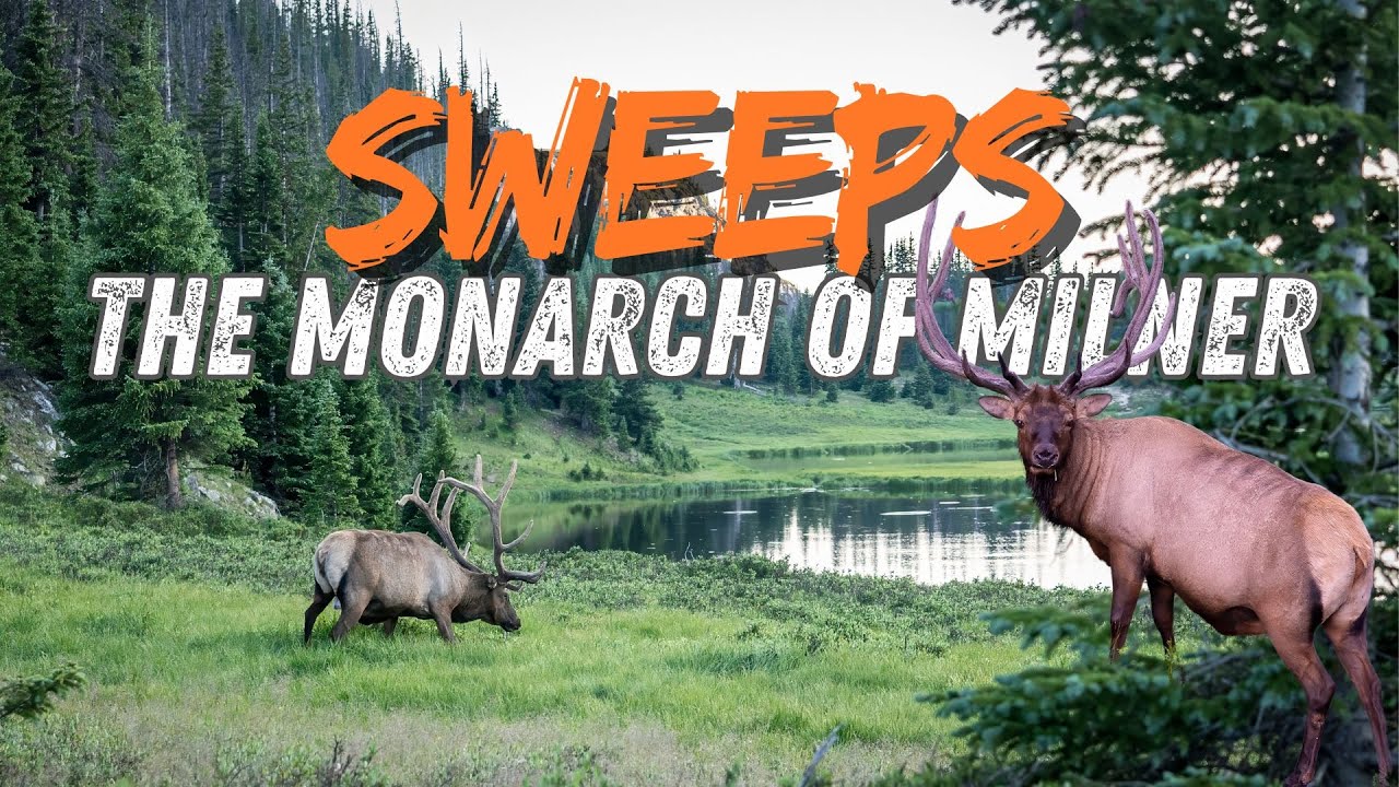 The Oldest Bull Elk Living In RMNP? Sweeps is the Monarch of Milner!
