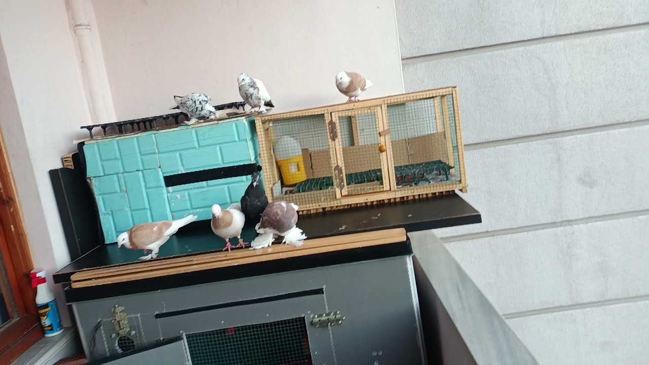 atmacadan ka&ccedil;an yavru Van kaplanı geldi 🤗