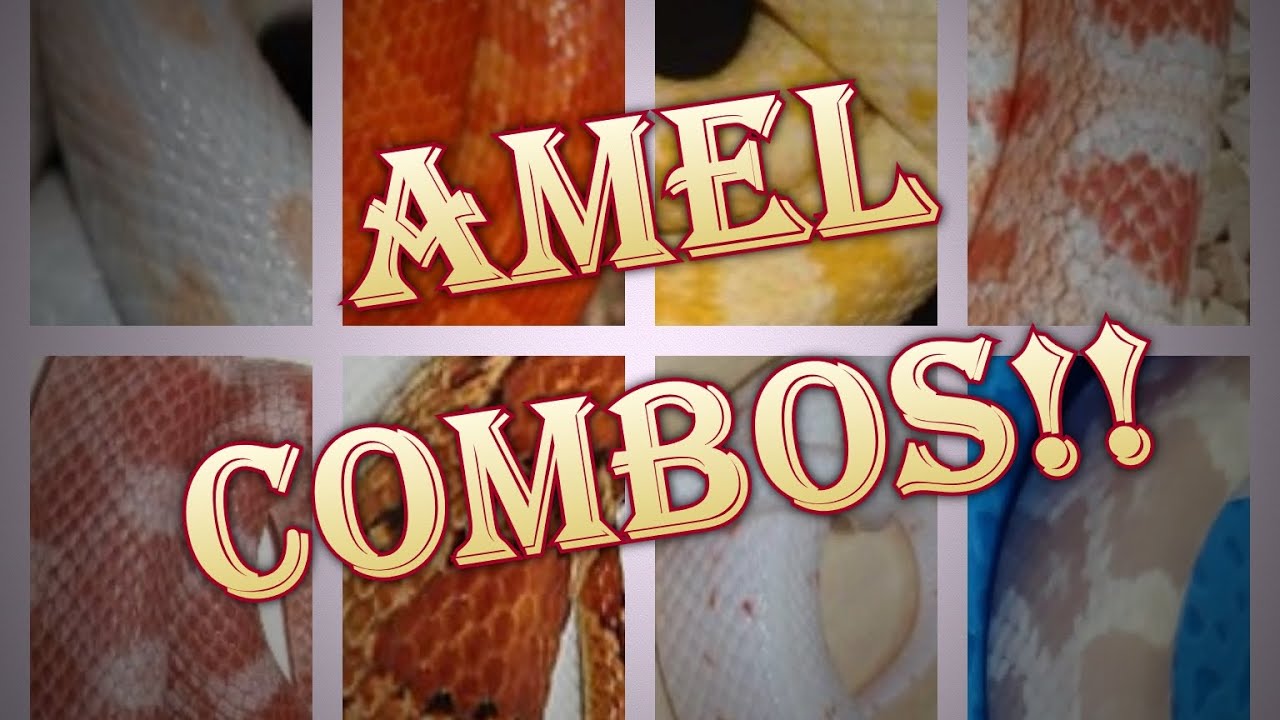 AMEL combinations! With photos - Timestamps in description