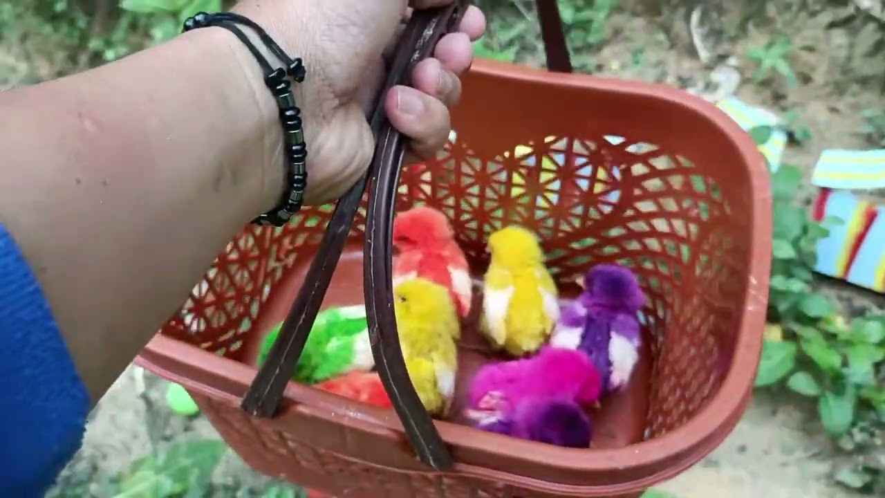 Menangkap ayam lucu, ayam warna warni, ayam rainbow, bebek, angsa, ikan hias, ikan cupang, Kelinci
