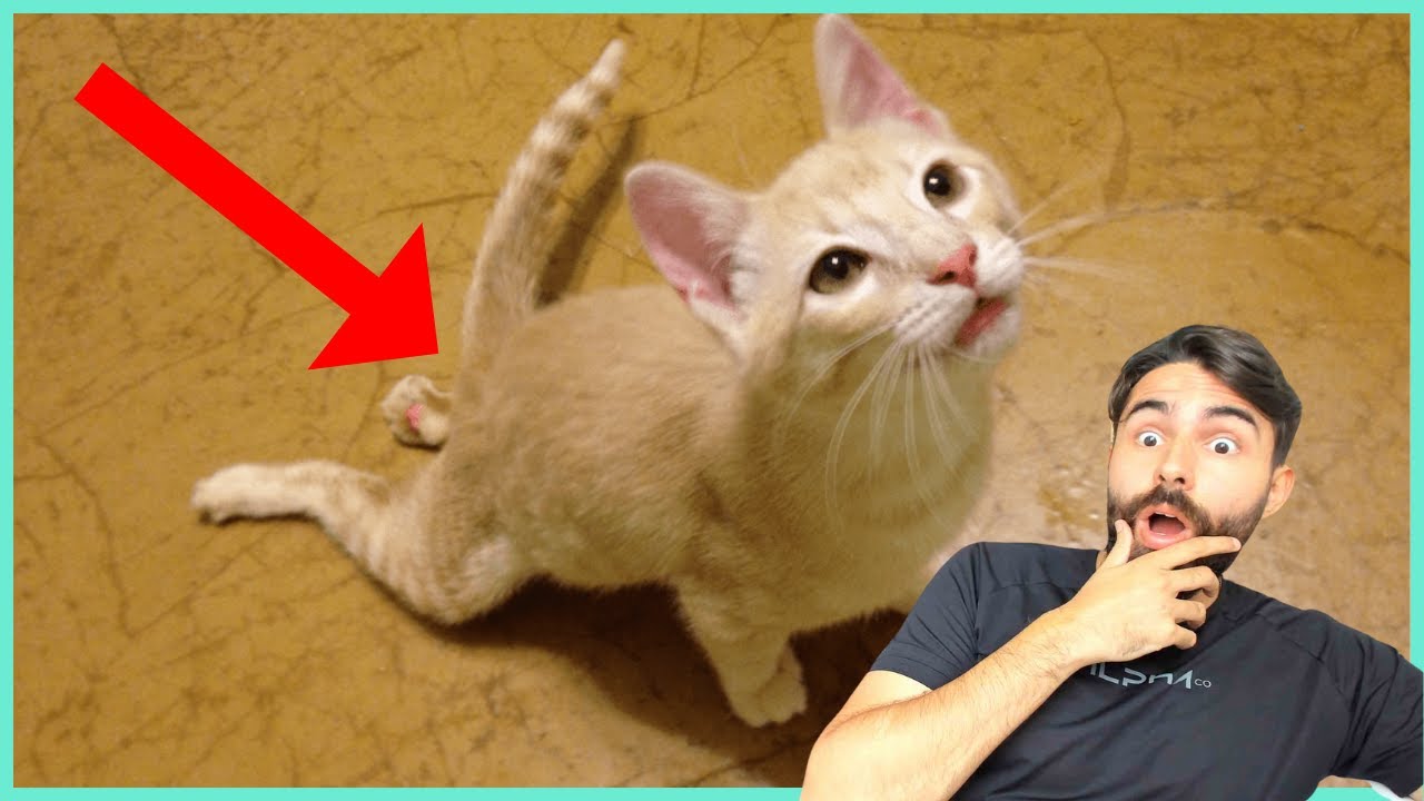 7 SINAIS QUE SEU GATO PODE ESTAR COM PROBLEMA CARDÍACO!
